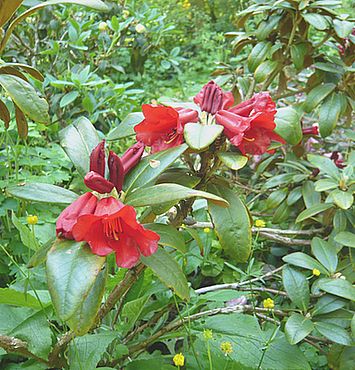 Rhododendron_haematodes_fars_2008.jpg