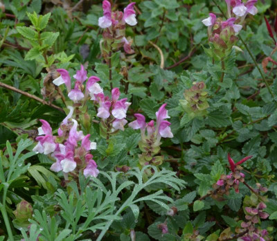 Scutellaria_alpina.22-3.jpg