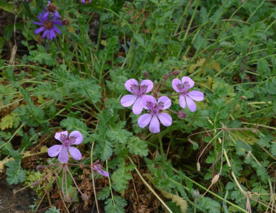 Erodium-Almodovar.22-1.jpg