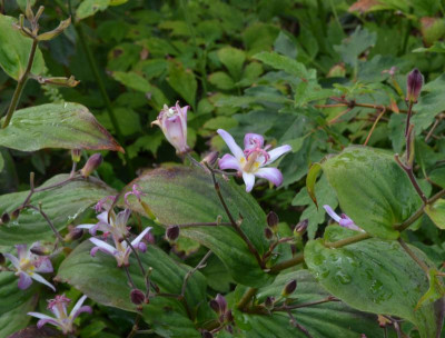 Tricyrtis-unbekannt.22-1.jpg