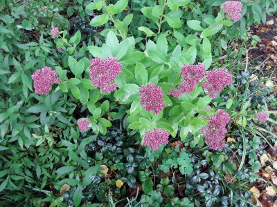 Sedum.jpg
