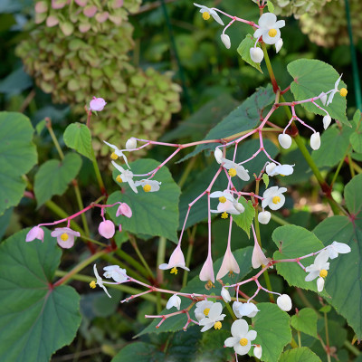 Begonia-grandis-Okt0322_093_00001.jpg