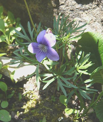 Viola_unbekannt_fars_2008.jpg