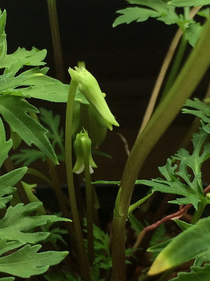 2022-10-03 V. chaerophylloides.jpg
