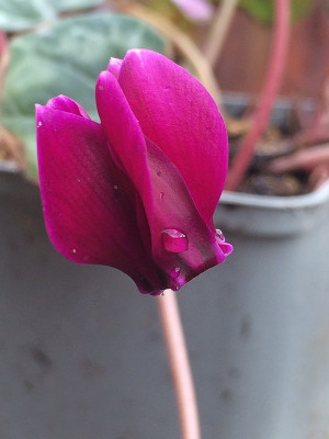 2022-10-03 Cyclamen hederifolia.jpg