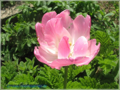 tulip1.JPG
