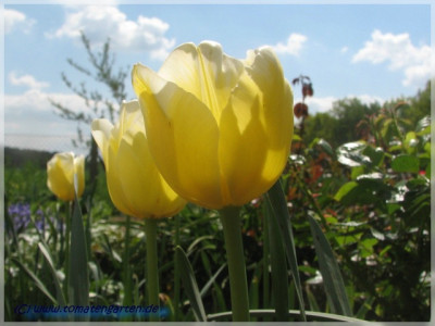 tulip2.JPG