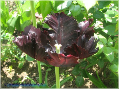 tulip3.JPG