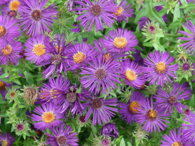 Raublattaster Violetta.JPG