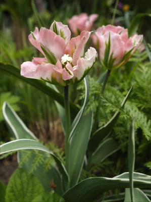 Tulipa_China_Town.jpg