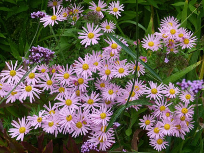 Chrysantheme Clara Curtis.JPG