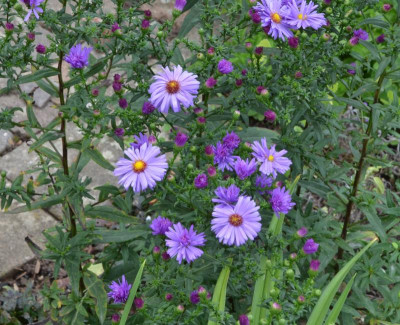 Aster_novae_belgiae-Dauerblau.22-2.jpg
