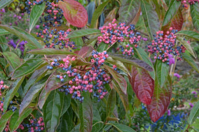 Viburnum_nudum.22-5.jpg
