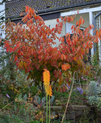 Hamamelis-ArnoldPromis.22-3.jpg