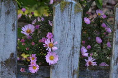 Aster_novae_belgiae-Sämling-hellrosa.22-1.jpg