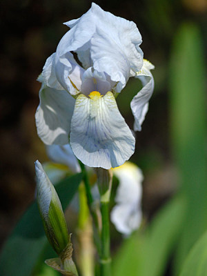 irisflorentina.jpg
