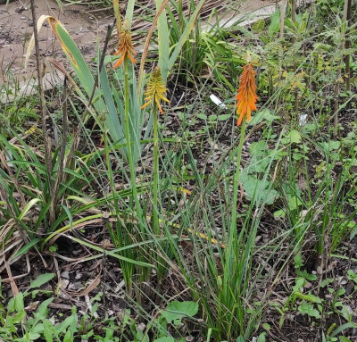 Hemerocallis_gaipinii_20221003_164003_B.jpg