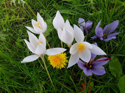 Crocus.jpg