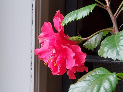Hibiskus Pride of Hankins 1.jpg