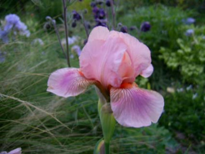 Florish_PIC_0116.JPG