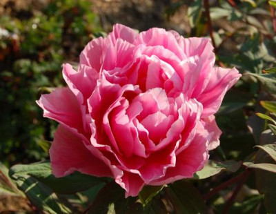 Shintoen_N_22365_90.jpg