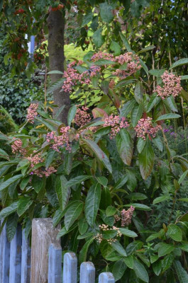 Viburnum_nudum.22-2.jpg