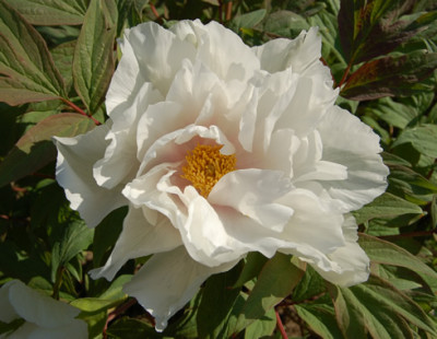 Renkaku_P_22369_90.jpg