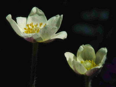 Anemone_cf_magellanica.jpg