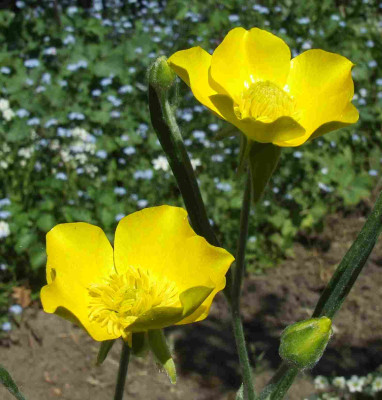 Ranunculus_illyricus.jpg