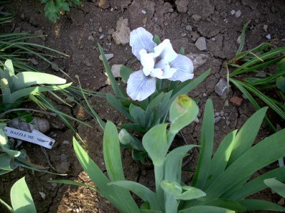 Blueten2008_301.jpg
