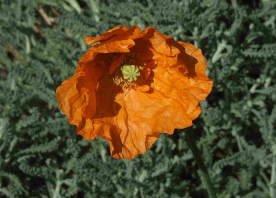 Papaver_atlanticum.jpg