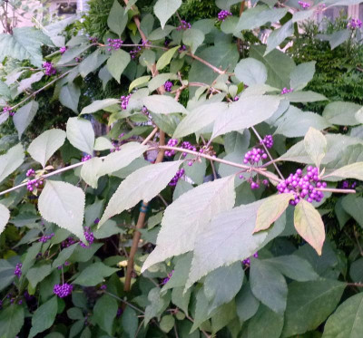 Callicarpa.JPG