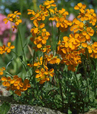 Erysimum_Tuerkischer_Bazar.jpg