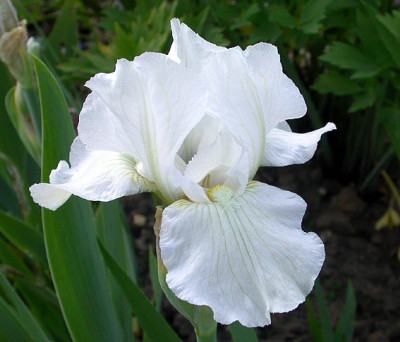 Iris_vielleicht_Lugano_9.5.08.jpg