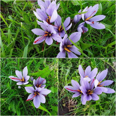 CrocusSativus.jpg