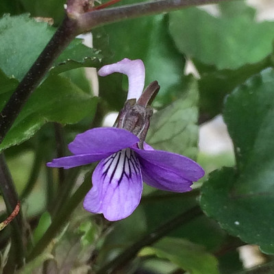 2022-10-04 Viola rostrata var. japonica.jpg