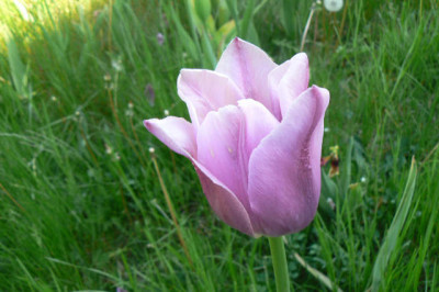 letzte_Tulpe_08_05_09.jpg