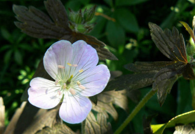 Geranium_maculatum_Espresso_08_05_09.jpg
