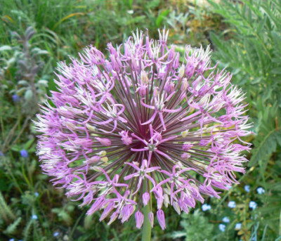 Allium_rosenbachianum_08_05_09.jpg