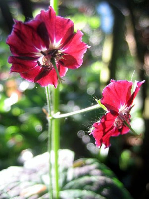Geranium_phaeum_94261.jpg