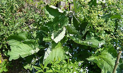 Elefantenohren_fars_2008.jpg