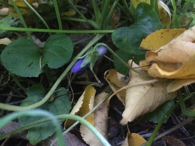 2022-10-06 odorata 2.JPG