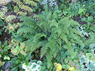 2022-10-06 Polystichum aculeatum 'Zillertal'.jpg