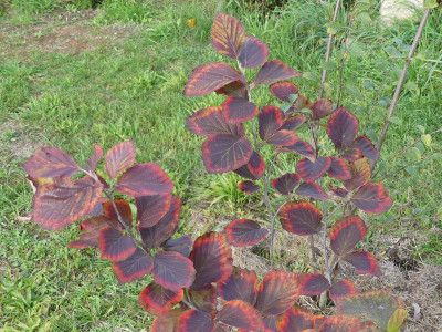 2022-10-06 Hamamelis 'Yamina'.jpg