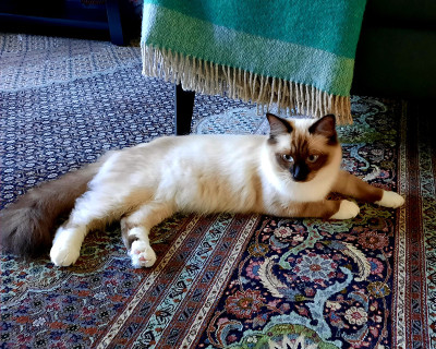 Sophie.jpg