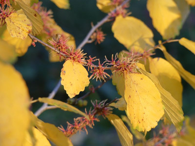 2022-10-06 Hamamelis virginiana 'Mohonk Red' 6.jpg
