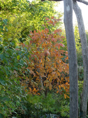 2022-10-06 Aesculus bushii.jpg
