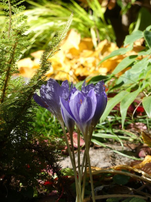 2022-10-06 Crocus speciosus 1.jpg