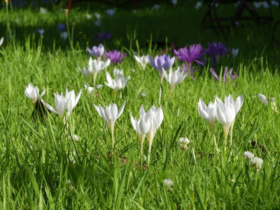 2022-10-06 Crocus speciosus 2.jpg