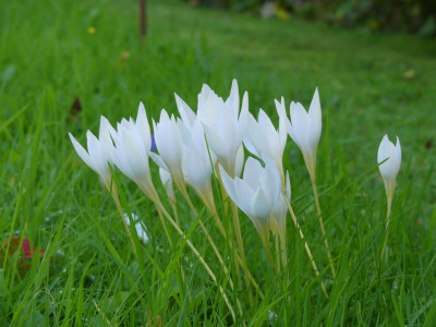 2022-10-06 Crocus speciosus 4.jpg